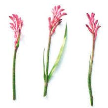 Organic Radiance Cream